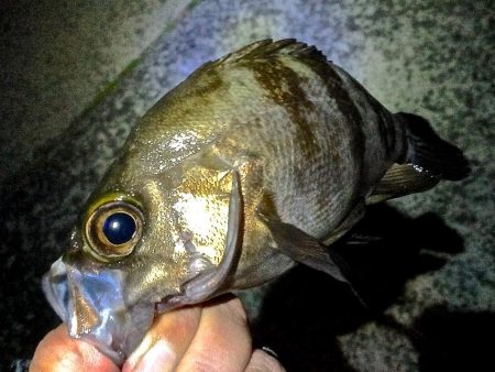 おきそが戻ってきた！